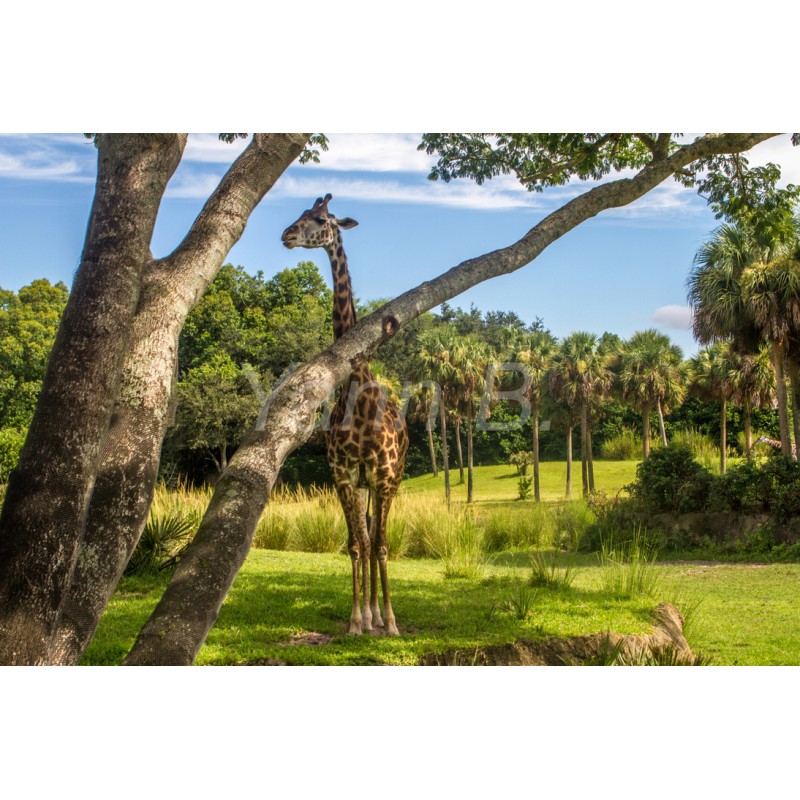 Tableau Girafe Jungle