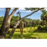 Girafes dans la savane - Animal Kingdom - Tableau Plexi