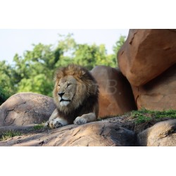 Le Roi Lion - Animal...