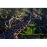 Girafe au soleil couchant - Animal Kingdom - Tableau Alu