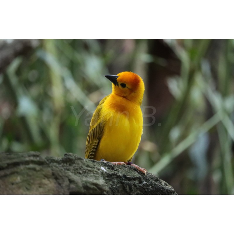 Yellow Bird - Animal Kingdom - Tableau Alu