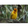 Yellow Bird - Animal Kingdom - Tableau Alu