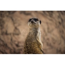 Timon - Animal Kingdom -...