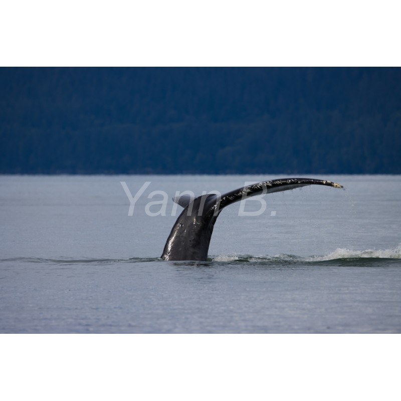 Baleine à bosse - Tableau Alu