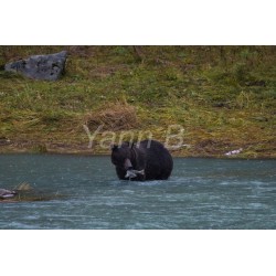 Le festin de l'ours...