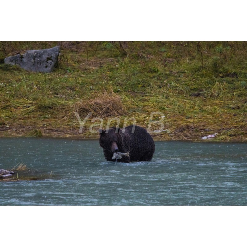 Le festin de l'ours d'Alaska - Tableau Alu