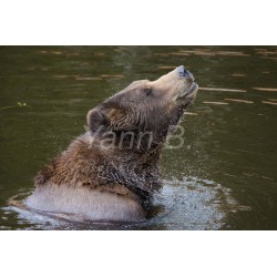 Le bain de l'ours d'Alaska...