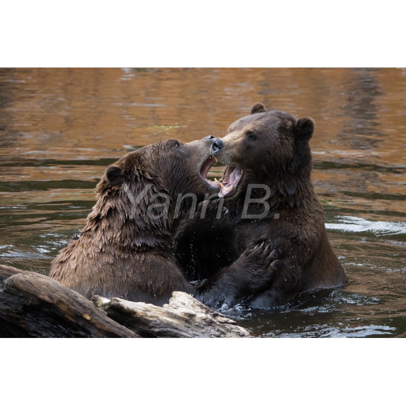 La bataille de l'ours d'Alaska - Tableau Alu