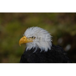 L'aigle d'Alaska - Tableau Alu