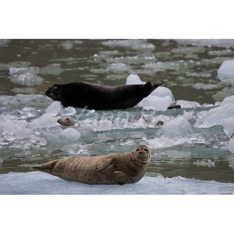 Phoques en Alaska  - Tableau Plexi