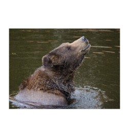 Puzzle - Le bain de l'ours d'Alaska