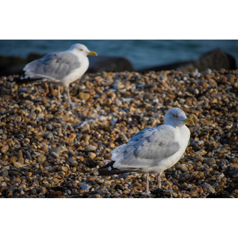 Les Mouettes de Douvres - Tableau Alu