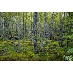 Foret de Norvège - Tableau Alu