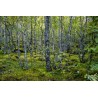 Foret de Norvège - Tableau Alu